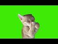 Cat Laughing Green Screen Meme