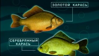 Диалоги о рыбалке карась кубань