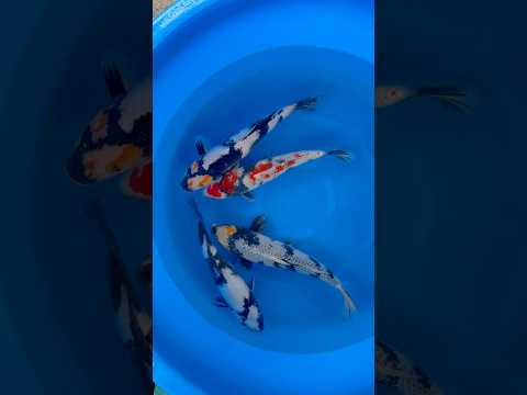 Video Vorschau in Japan