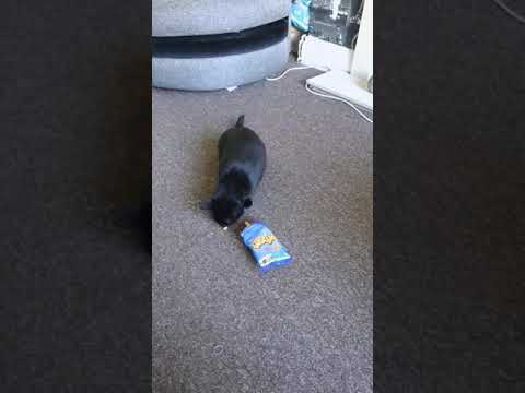 Cat eating wotsits (cheesy puffs)