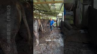 Download lagu The Struggle of a Cattle Farmer mp3
