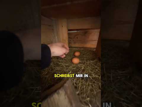 Wie deine Hühner mehr Eier legen🥵🥚🐓 #huhn #landwirtschaft #eier #legeleistung #tippsundtricks