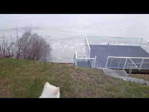 Michaabikizi 10 week old Samsky (Samoyed x Siberian Husky) experiencing both "snow" and Lake Huron.