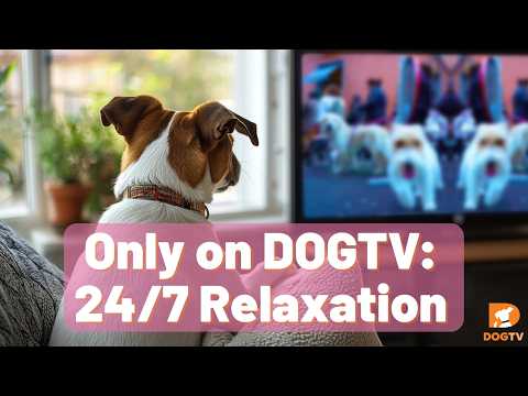 DOGTV