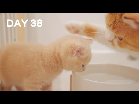 Mom Teaches Kittens Drinking Water For First Time - Day 38 @ Baby Kittens Day 1 to Day 100 Vlogs