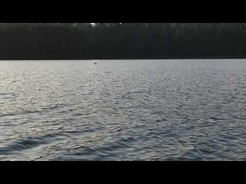 Momma and baby loon. This specific call that the momma is making is one to warn me that I got too close. I was taking photos and did not even see them. I was drifting away from them as I took this video. 
Please be respectful of the wildlife. Loons are very skittish and will not come back to nest in following years if they feel threatened. 
