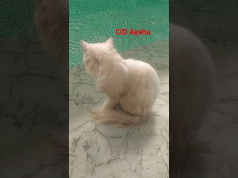 ayshu #youtube #cat #catfunny #catvideos #catlovers