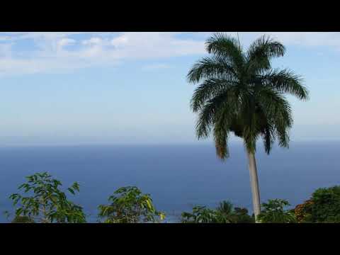 Ocean. Nature sounds. Royal palm tree - Roystonea regia.