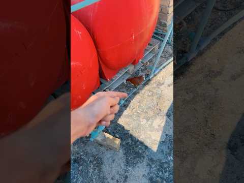 طير خايف من زوجته😨😂 #shorts