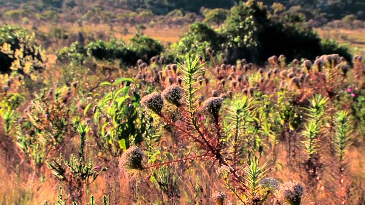 Um pé de quê? Chá de Pedestre