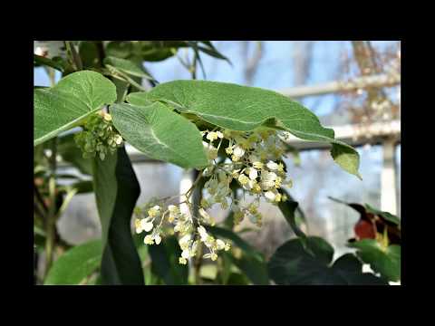 Tropiska Växthuset Uppsala 2019-02-21