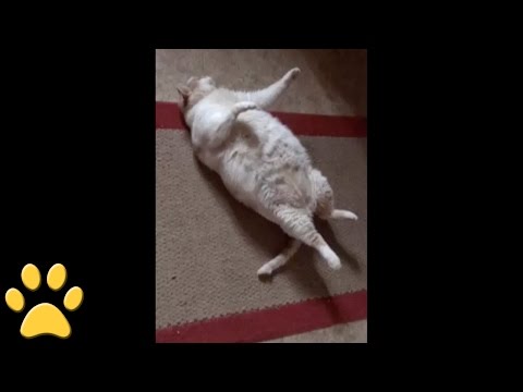¿Que opinas de la obesidad en gatos?