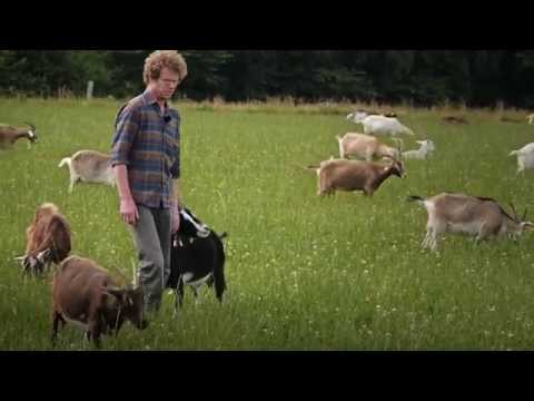 Økologiske geder på græs - økologiske løsninger