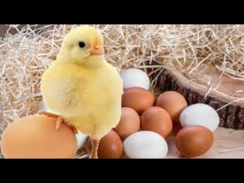 , title : 'Horoz Olmayan Tavuk Kümeslerindeki Yumurtalardan Civciv Çıkar Mı ?'
