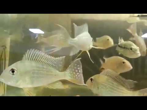 albino heckelii fish now available at joes aqua world 9833898901