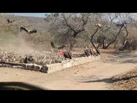 Vulture feeding frenzy