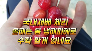 국내에서 재배되는 체리 봄냉해로 열매가 얼마 없네요
