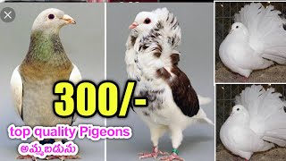 top quality pigeons for sale at low price in telugu/ sold out /aj pets