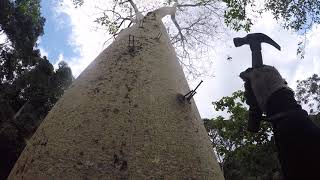 Download lagu Manjat pohon tinggi!!! Hanya dengan 2 buah paku.demi mengambil madu..😱😱😱 mp3 Download lagu Manjat pohon tinggi!!! Hanya dengan 2 buah paku.demi mengambil madu..😱😱😱 mp3