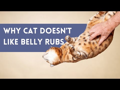 Why My Cat Doesn't Like Their Belly Rubbed