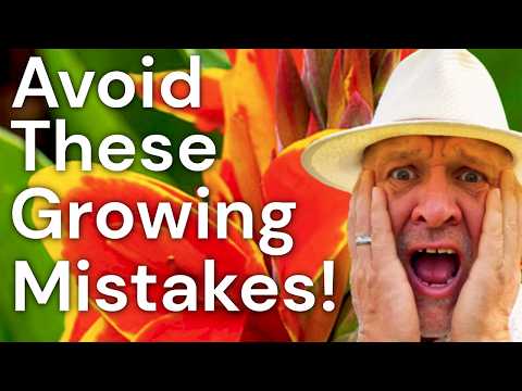 Five mistakes to Avoid When Planting and Growing Canna Lilies