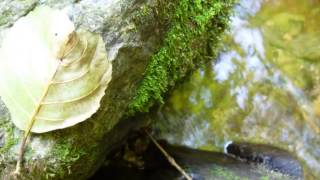 Video Marek Dusil Blend - Strom (The tree)