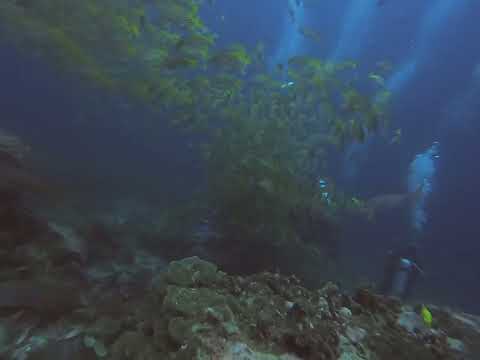 French Grunts Swimming in Unison
