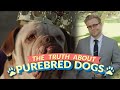 The Bizarre Truth About Purebred Dogs (and Why ...