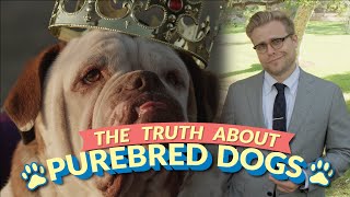 The Bizarre Truth About Purebred Dogs (and Why Mutts Are Better) - Adam Ruins Everything