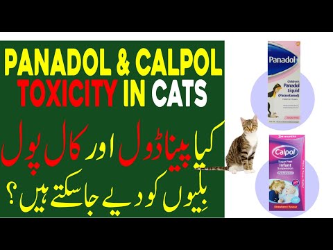 Panadol (Acetaminophen) toxicity in Cats