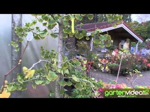 Ginkgo Sorten bei Baumschule Böhlje