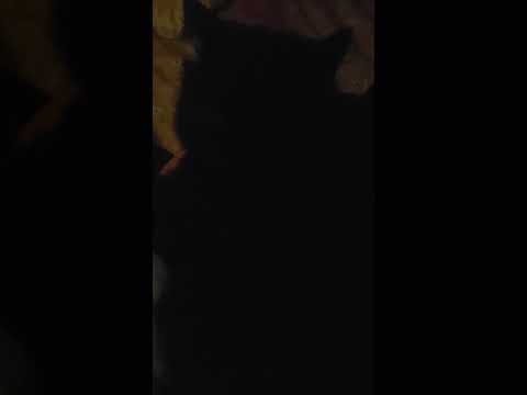 ILYA KOLUNOV - Она звезда (котэ version)