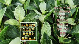 [식물튜브] 경매물건 입고 브이로그  (클로덴드론 버킨, 야광 스킨, 미니씨크라멘, 페라고늄, 카라콩아 등등…