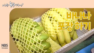 [나는농부다 243회] 택배 배송과 급식 납품용 바나나 포장하기