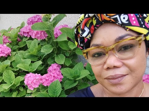 N'est pas Animiste qui veut, mais le peu de nos jours...