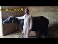 बिजेन्दर भाई की मुर्राह झोटी गांव मात�