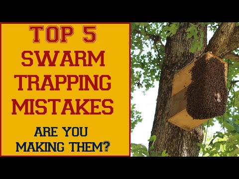 Are YOU Making These Top 5 Swarm Trapping Mistakes?