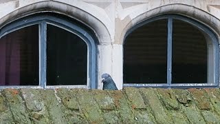 Tom Rosenthal - Have Fun During The Day