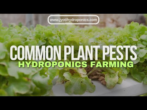 16. Pest and How to recognize them (Jyoti Hydroponics Farm)