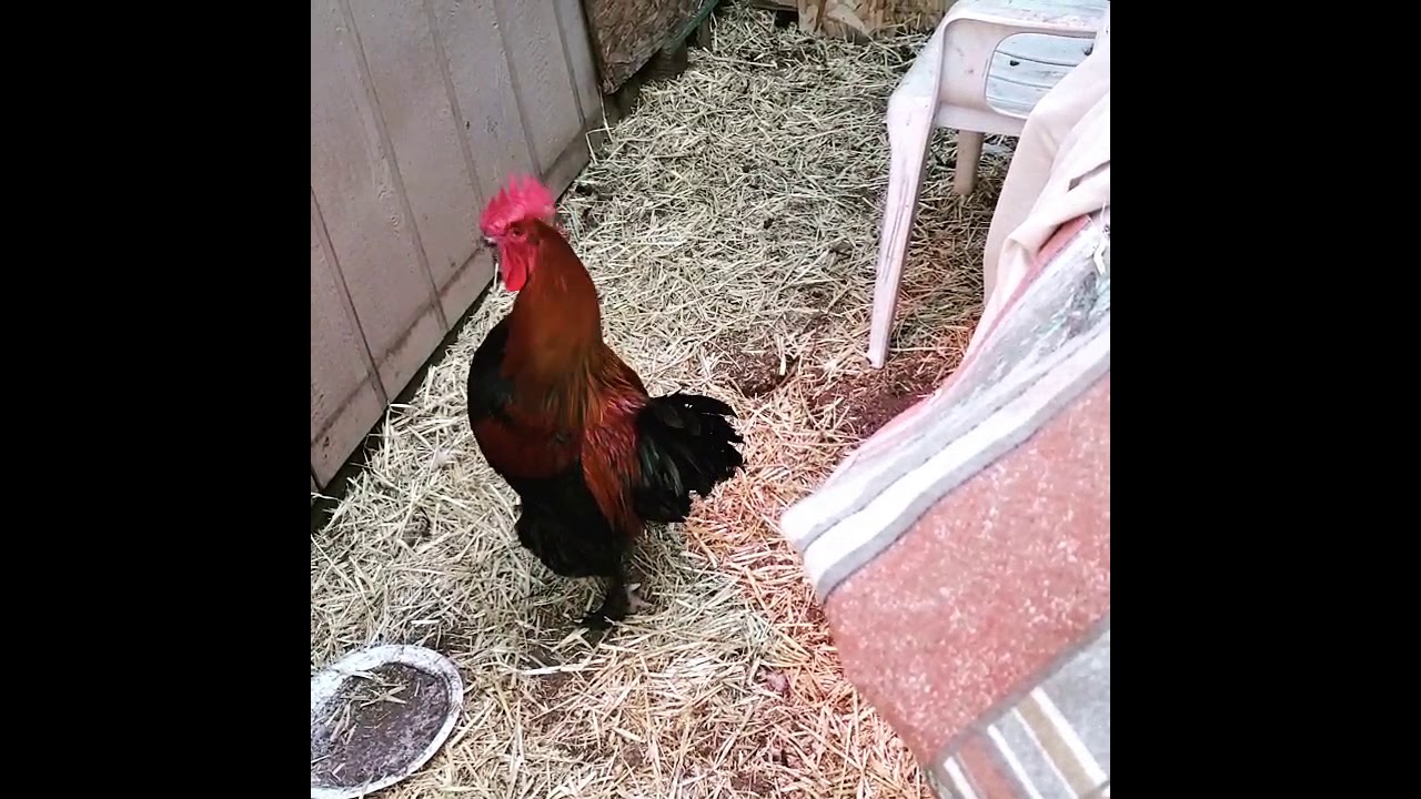 Black Copper Marans Rooster Singing Egg Song