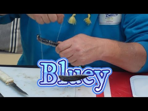 Bait Presentation with Steve - Bluey