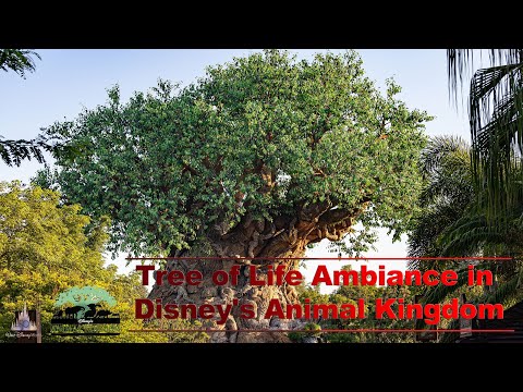 4K Tree of Life Ambiance in Disney's Animal Kingdom VR180 3D