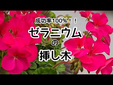 アイビーゼラニウムの挿し木を保存する方法