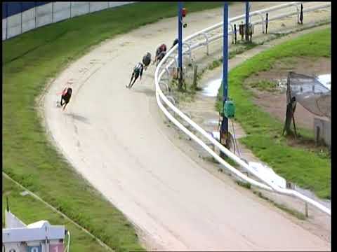 2017 WILLIAM HILL ST LEGER - HEAT 3 - T4 SHREYAS SOLITAIR