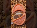 💎 Lithops aka living stones are small, stemless, succulent plants indigenous to southern Africa.