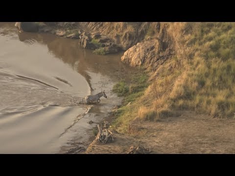Zebra escapes crocodiles only to be hunted by lions