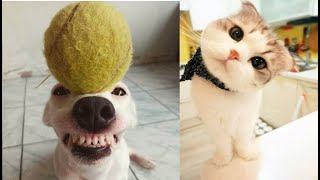 Gatos e cachorros engraados - animais engraados  - ces e gatos engraados