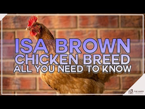 , title : 'ISA Brown Chicken Breed All You Need To Know'