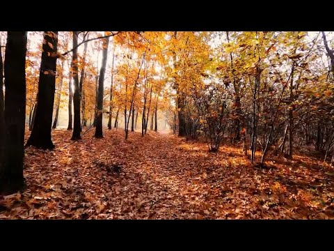 Breath Taking Nature Beauty and Beautiful Sea, Mountains Trees HD Videos