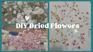 ドライフラワー染めてみた　I Dyed and Pressed Flowers for the first time!
